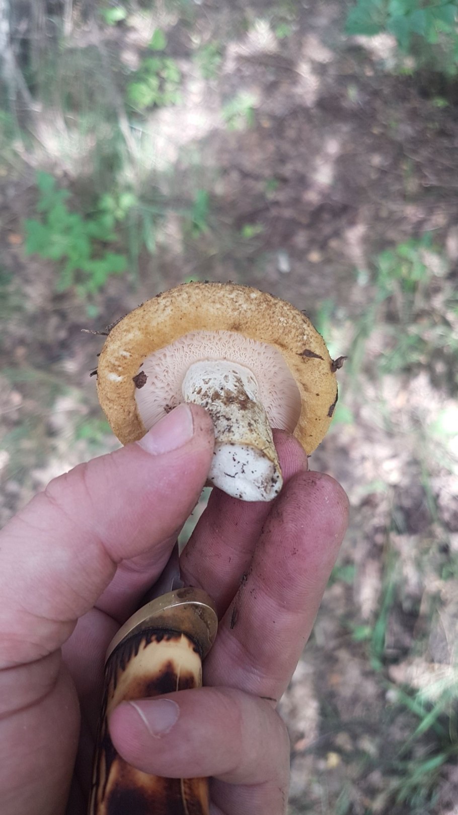 Черные губы грибы