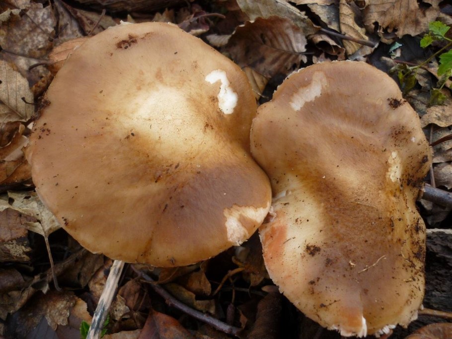 Коровий гриб