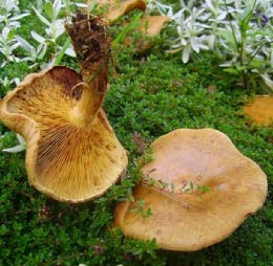 Коровяк гриб