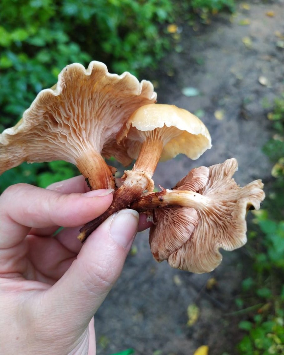 Коровьи опята