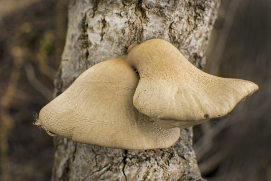 Вешенка покрытая Pleurotus calyptratus