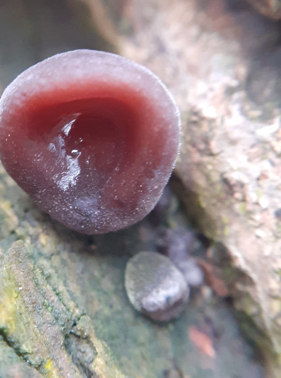 Гриб ухо Иуды