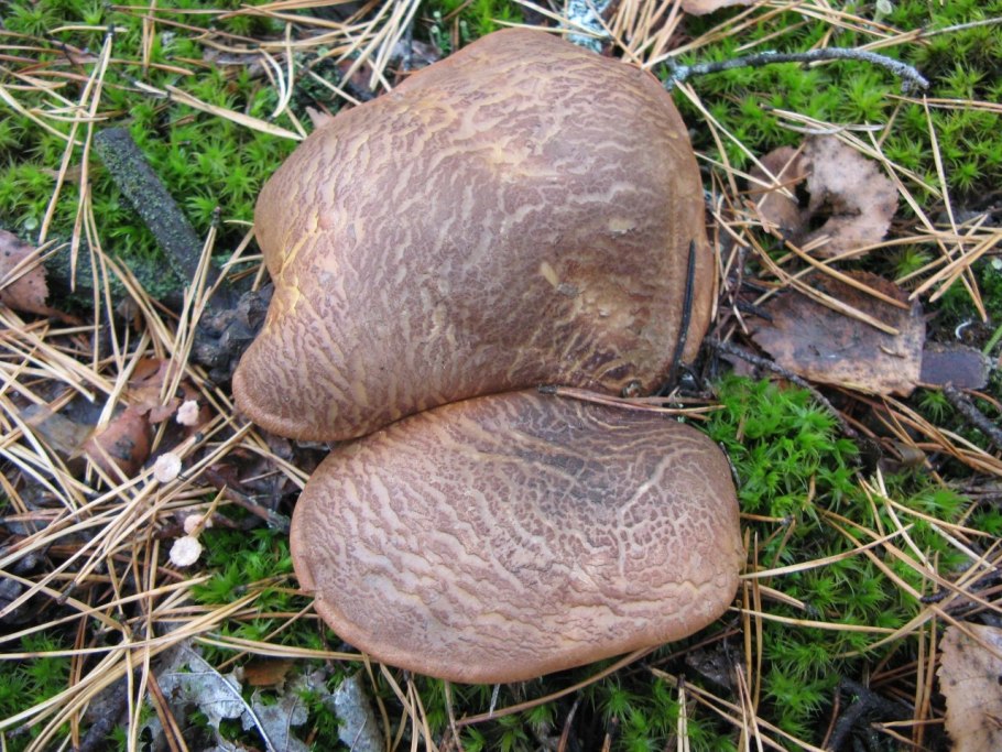 Дарья губа гриб