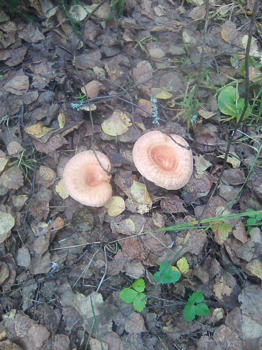 Грудь лисички