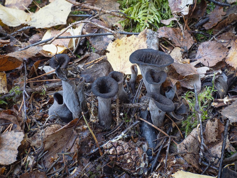 Вороночник рожковидный гриб