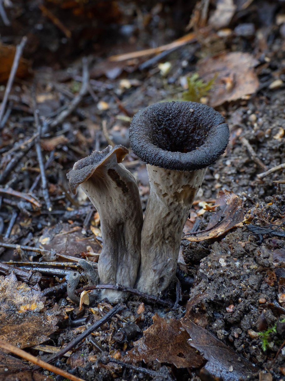 Лисичка ворончатая черная
