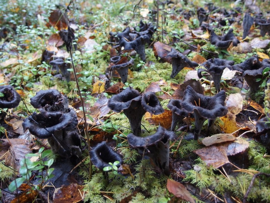 Вороночник рожковидный