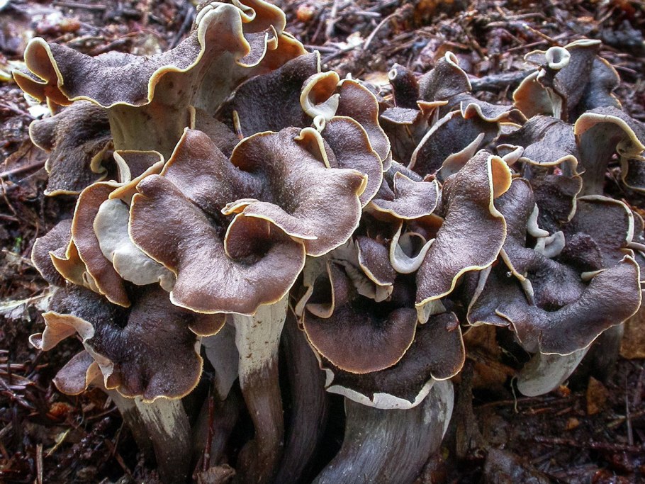 Cantharellus cinereus