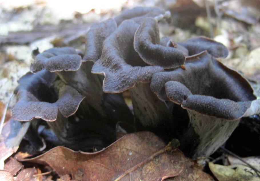Черные грибы похожие на лисички