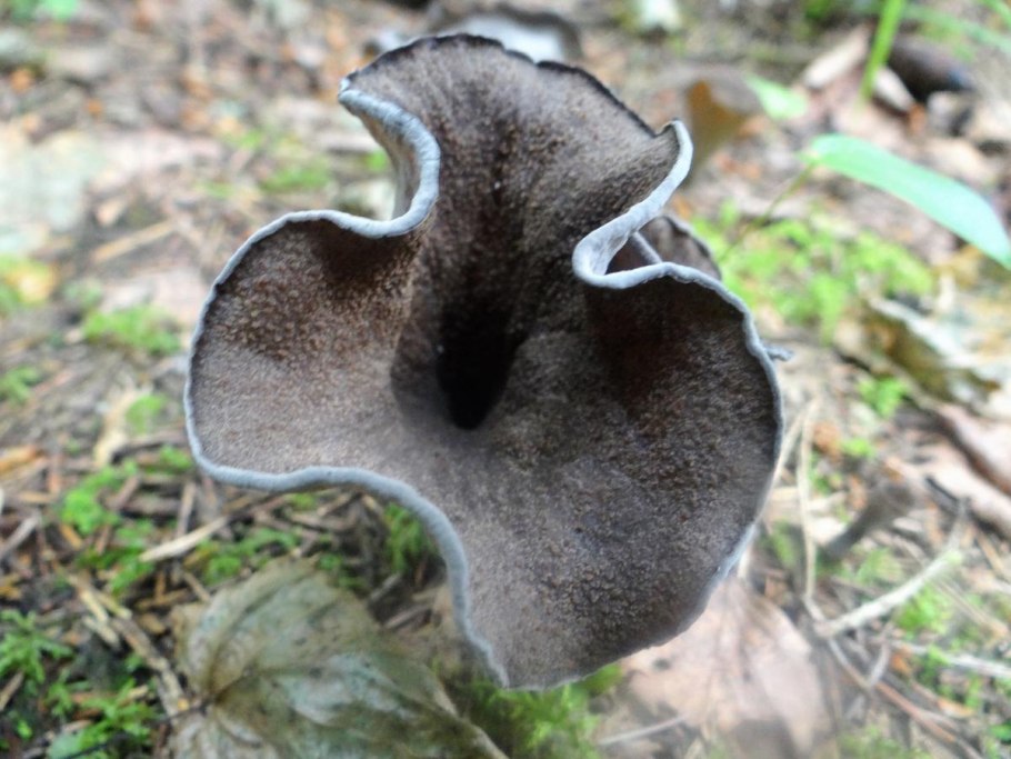 Cantharellus cinereus