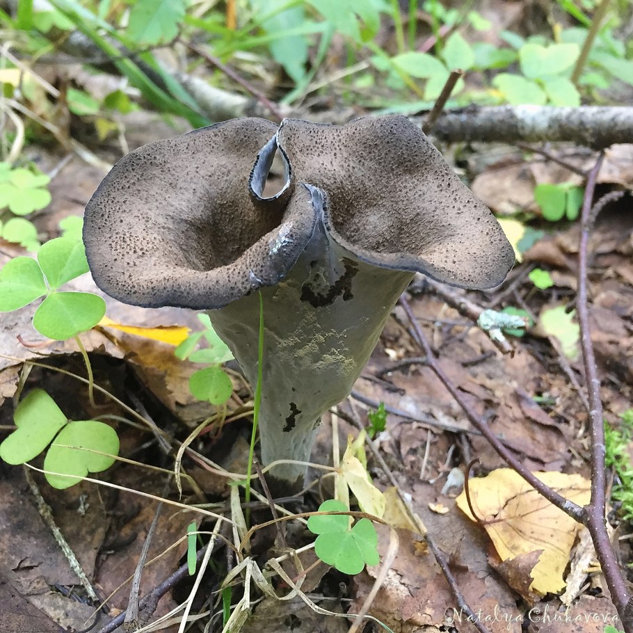 Вороночник рожковидный (Craterellus cornucopioides)