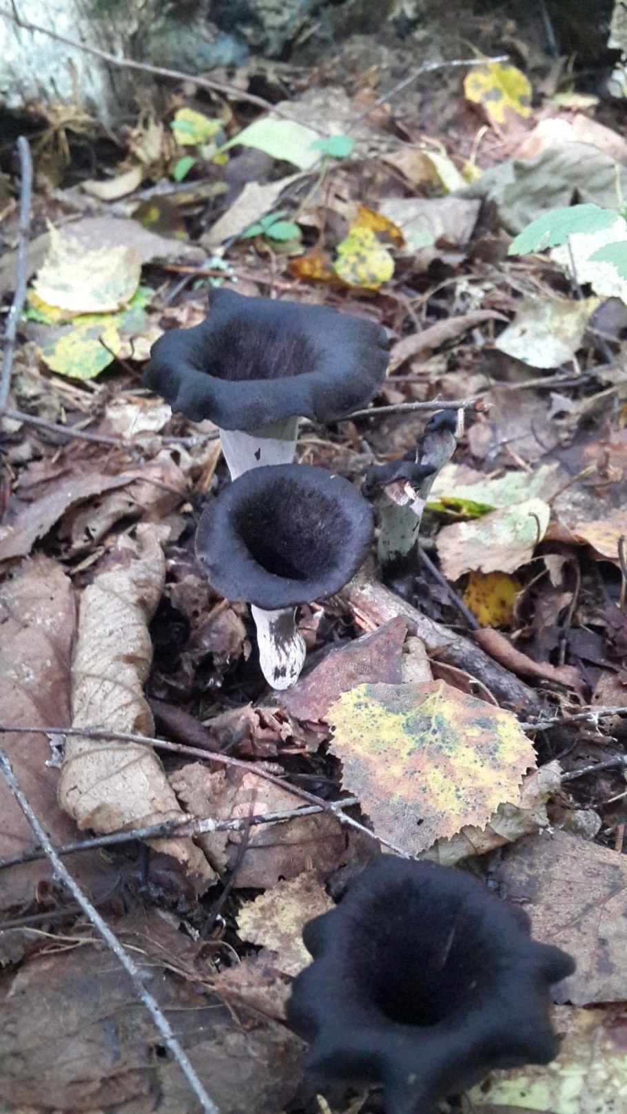 Вороночник рожковидный