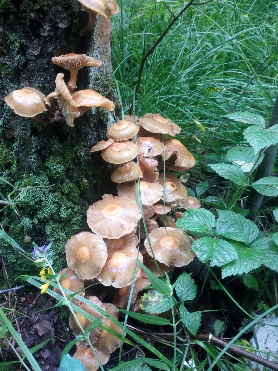 Летний опенок Kuehneromyces mutabilis