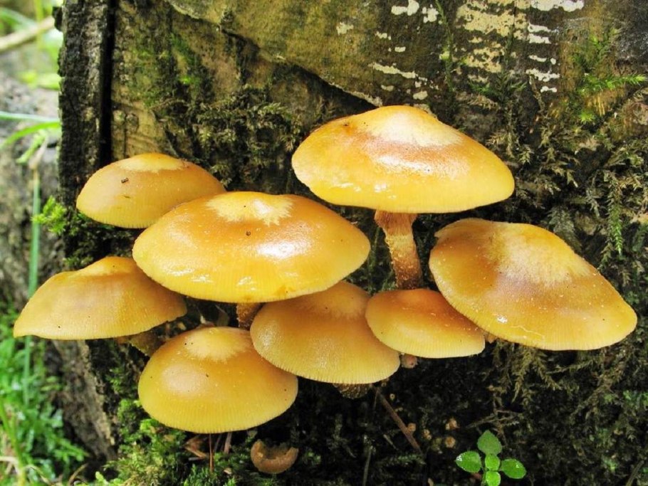 Летний опенок Kuehneromyces mutabilis