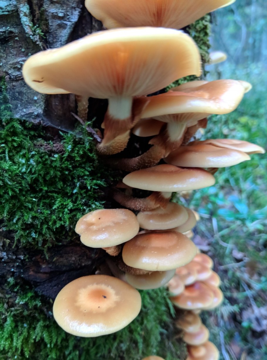 Грибы опята