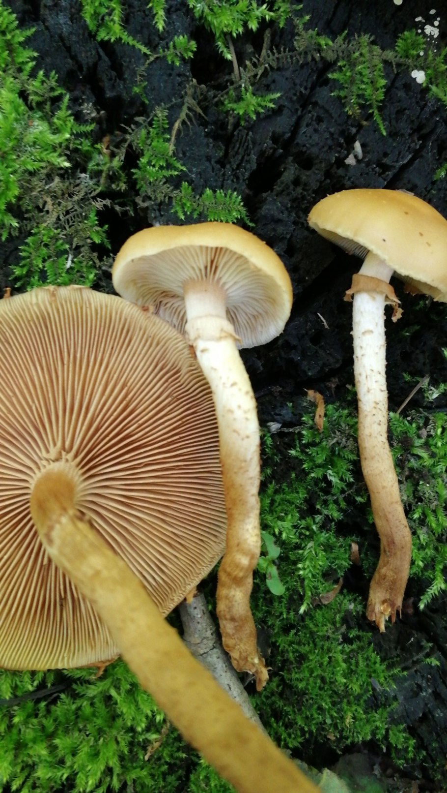 Летний опенок Kuehneromyces mutabilis