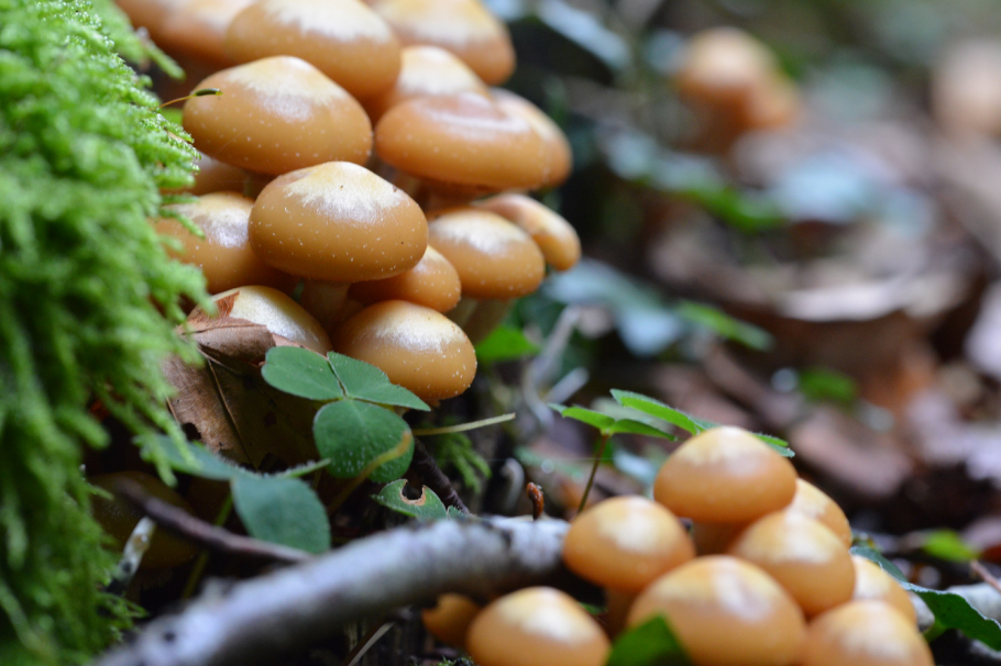 Опенок летний (kuehnerоmyces mutаbilis).