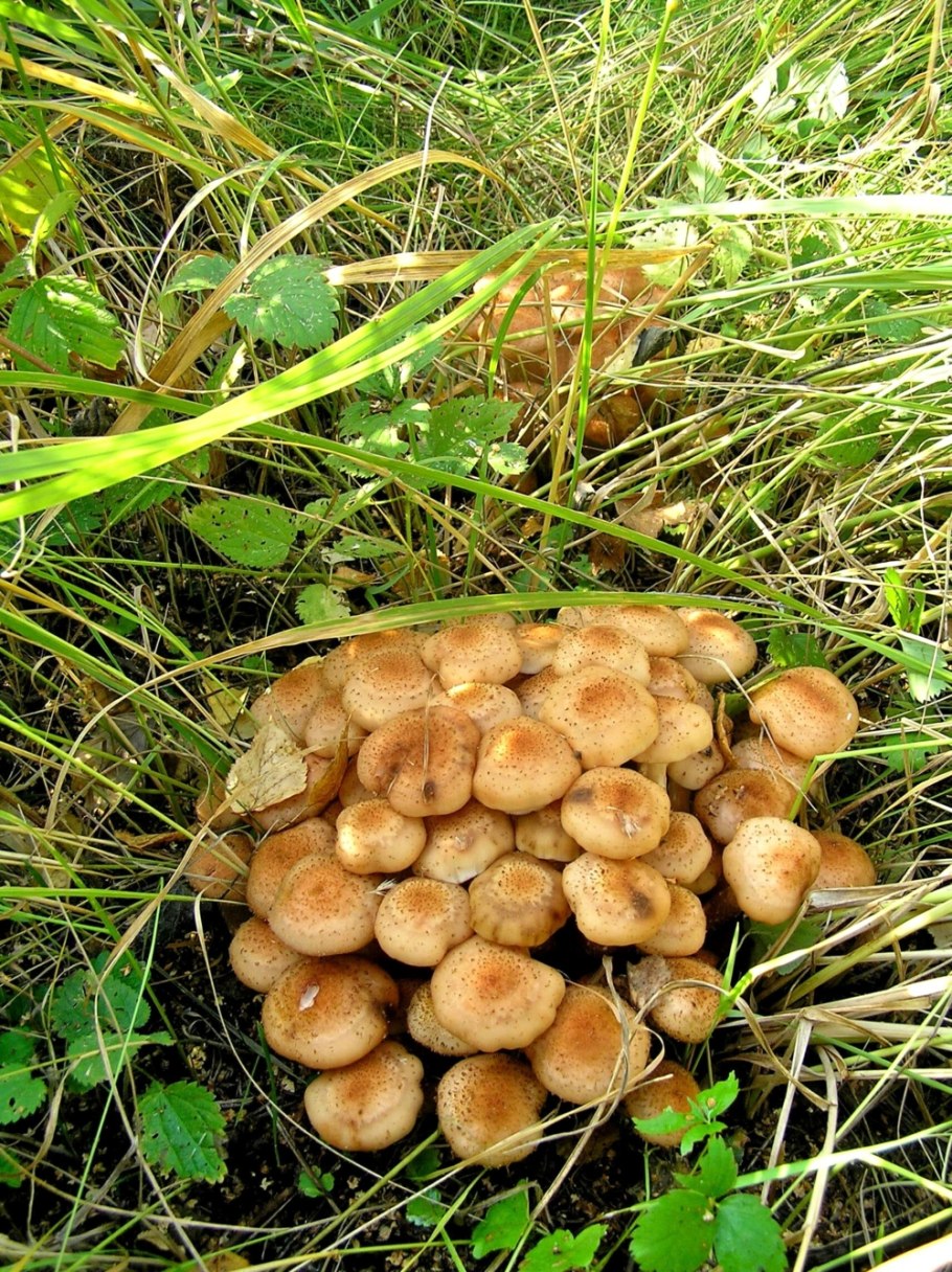 Опёнок летний