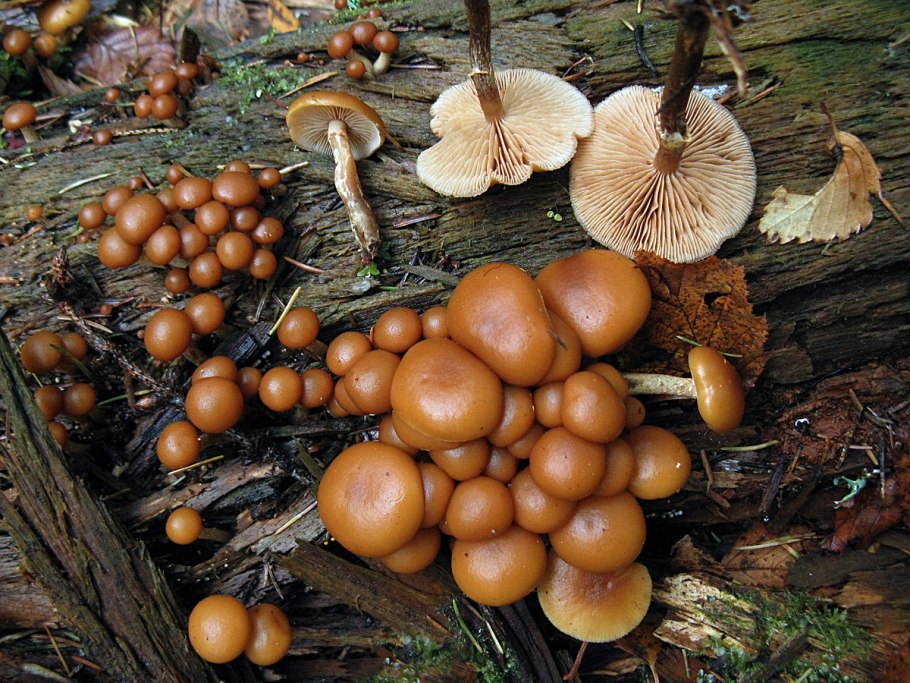 Летний опенок Kuehneromyces mutabilis