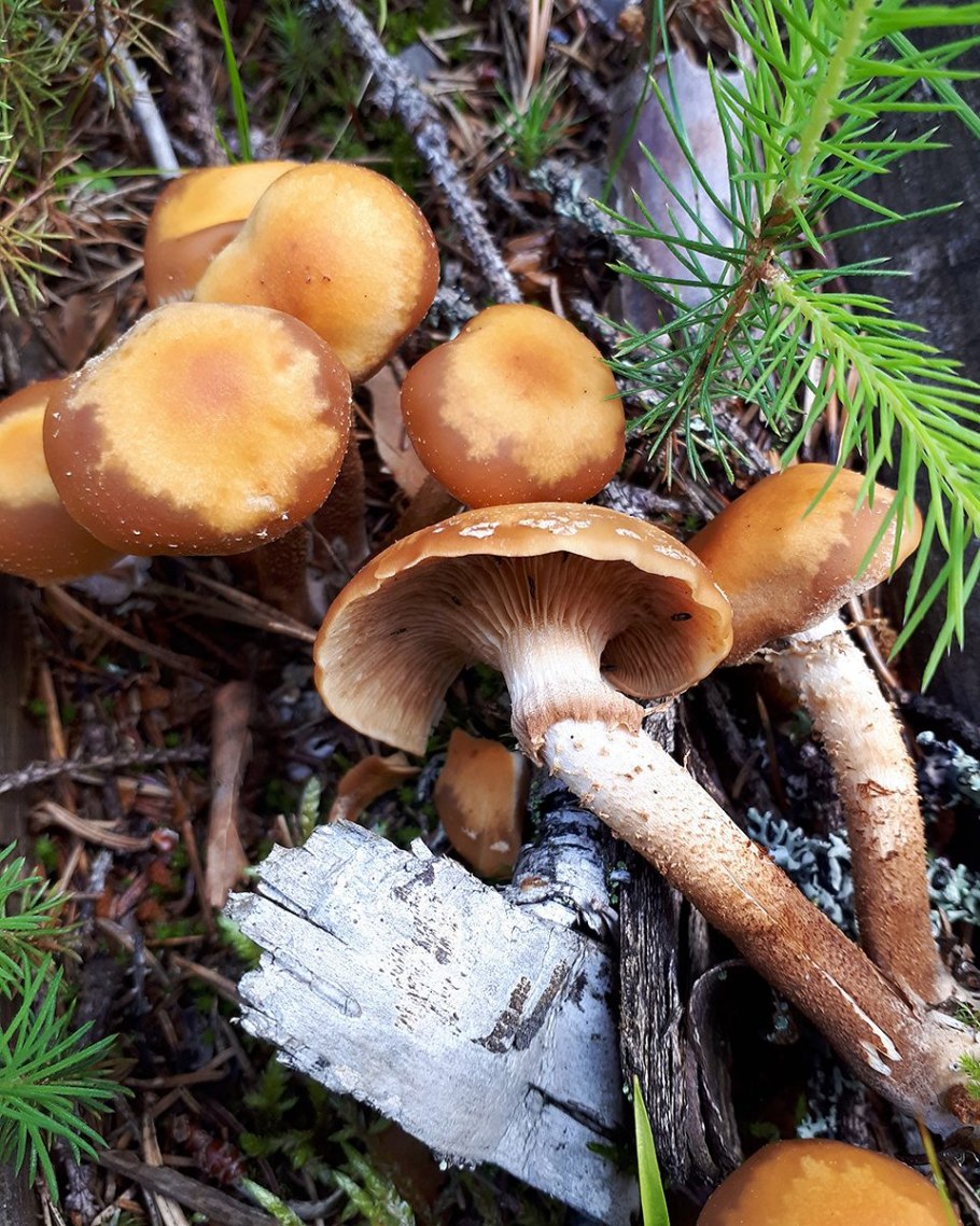 Опята осенние полевые