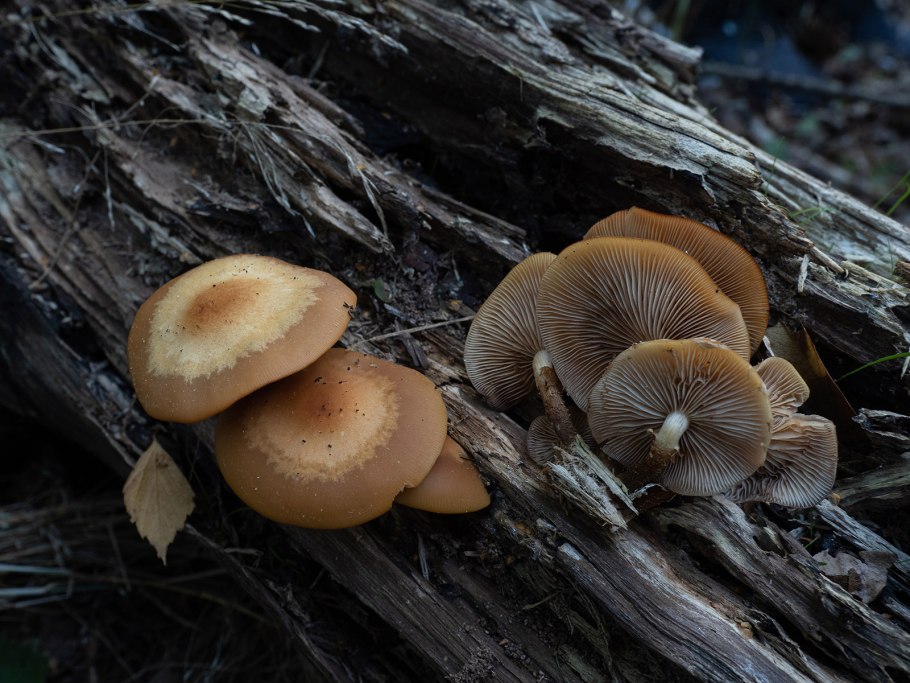 Летний опенок kuehneromyces mutabilis