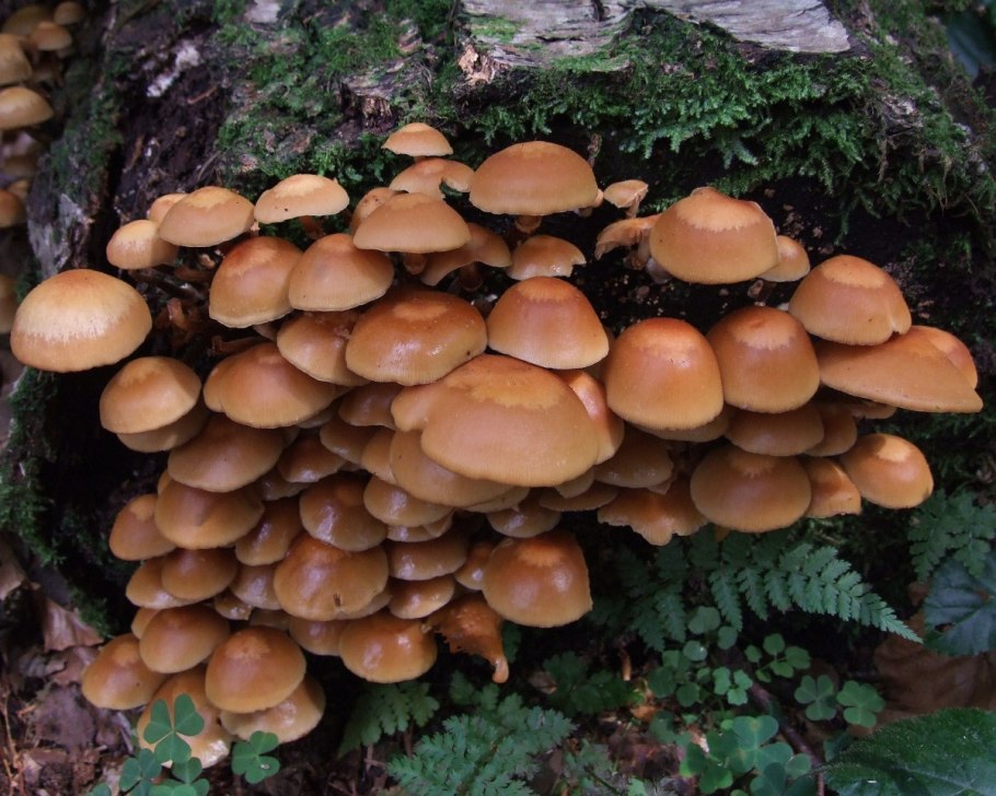 Летний опенок Kuehneromyces mutabilis