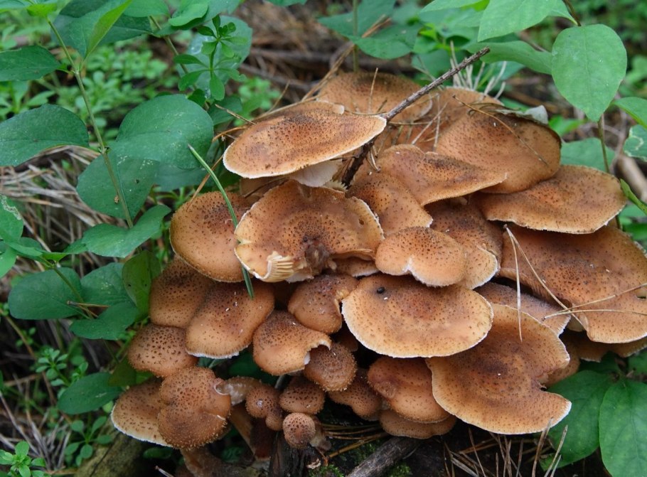 Летний опенок Kuehneromyces mutabilis