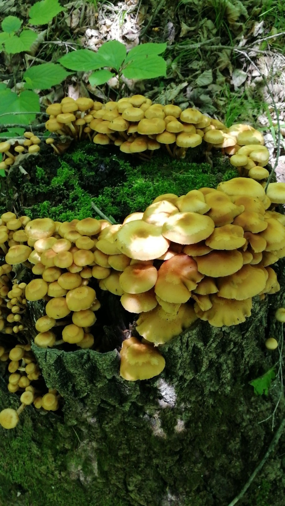 Летний опенок kuehneromyces mutabilis
