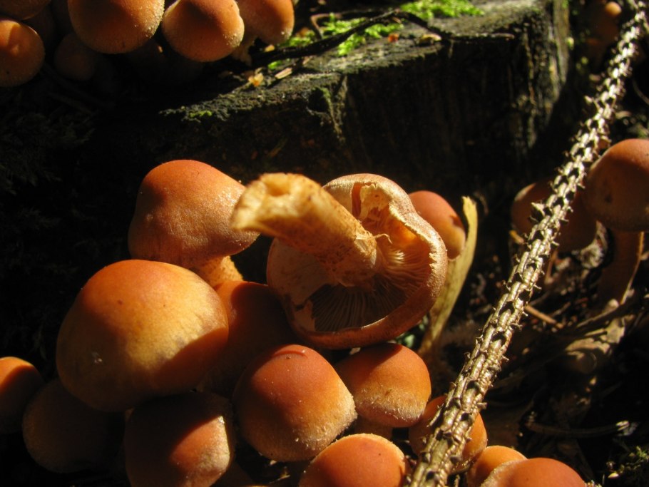 Опенок пластинчатый гриб