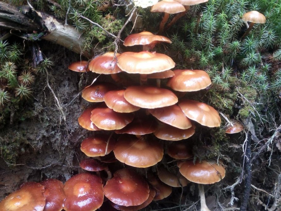 Опёнок осенний медовый (Armillaria mellea)