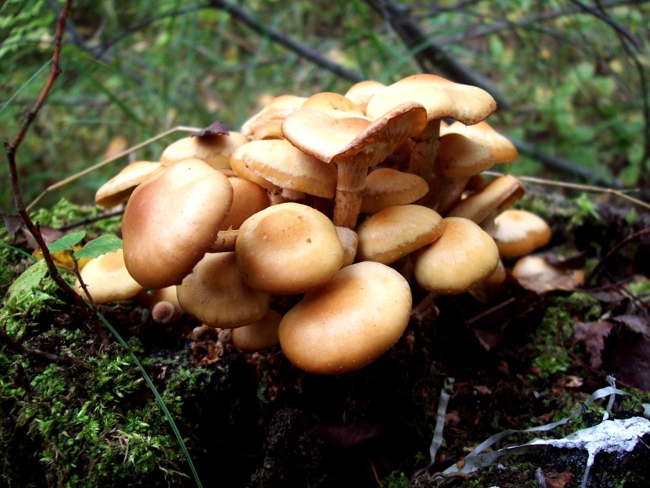Летний опенок Kuehneromyces mutabilis