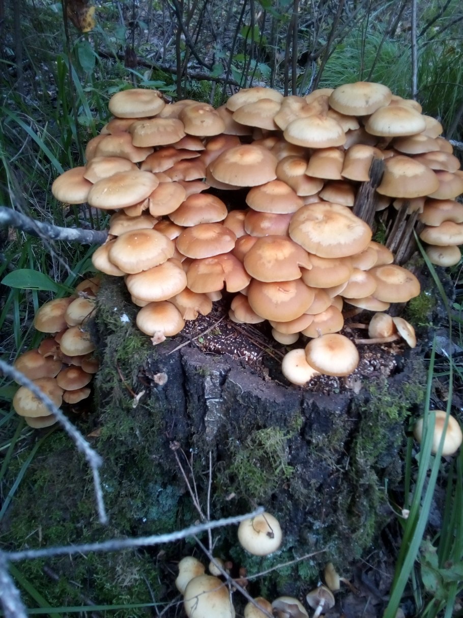 Галерина и опёнок