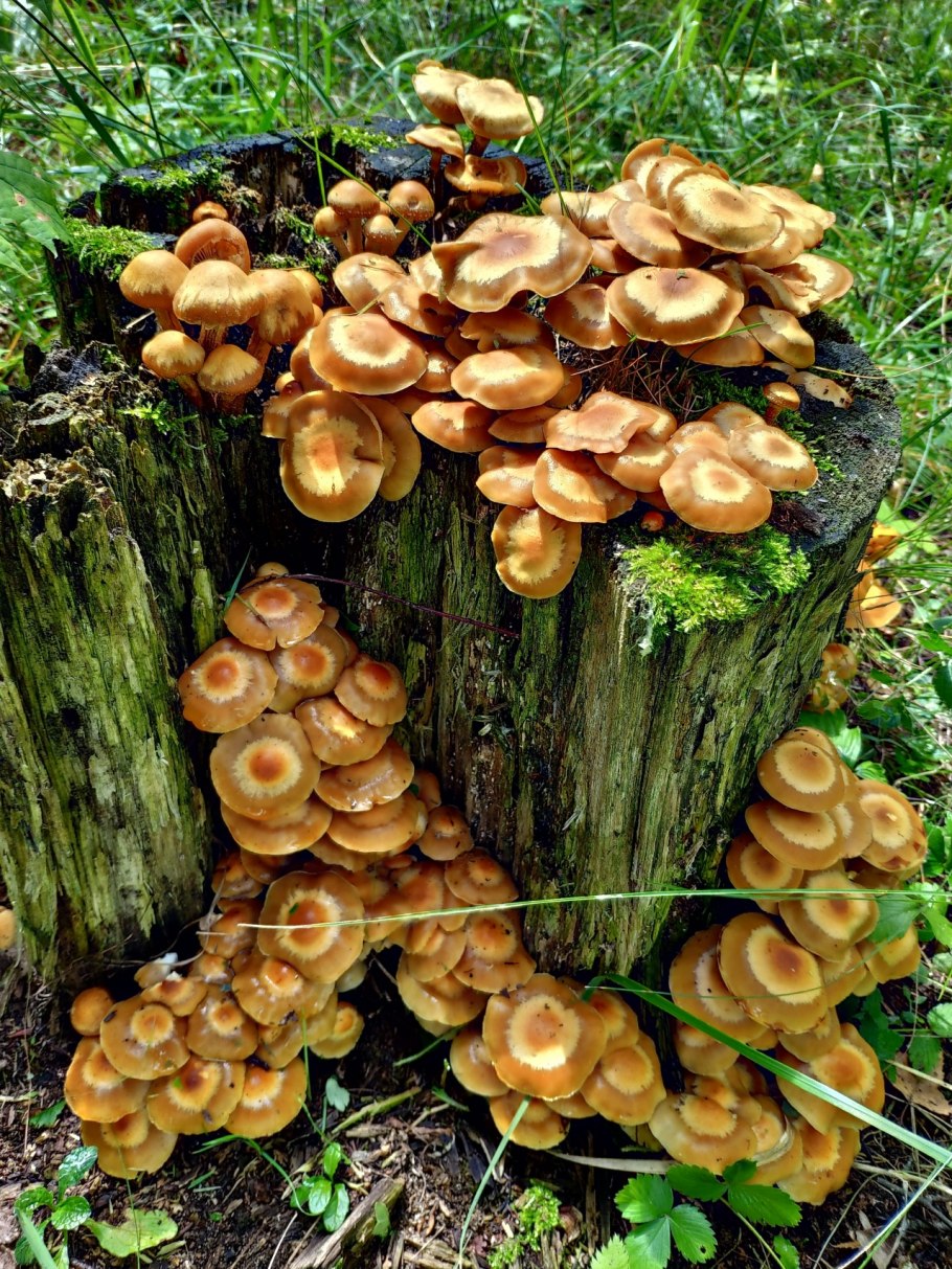 Опёнок летний гриб