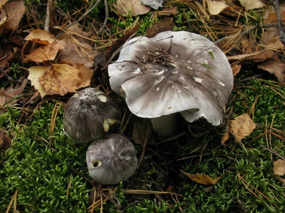 Рядовка штриховатая (Tricholoma portentosum).