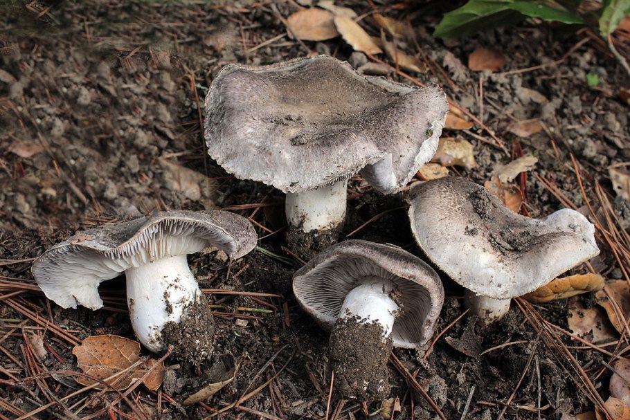 Tricholoma mongolicum