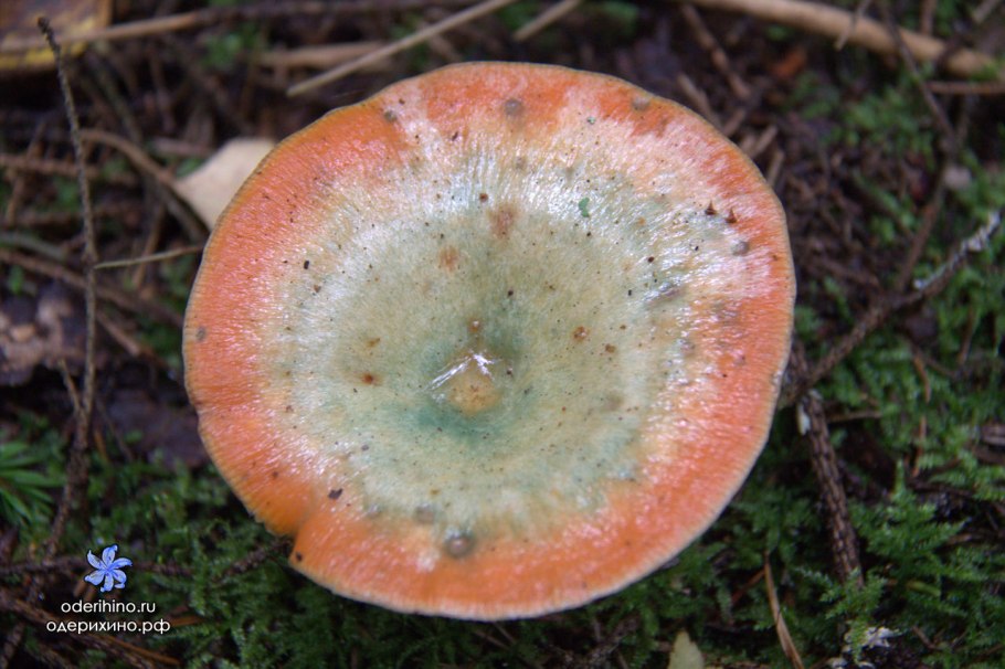 Крымские рыжики грибы