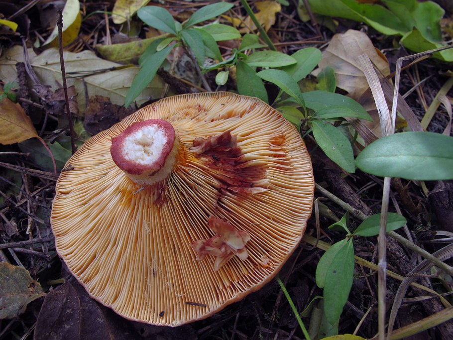 Lactarius semisanguifluus