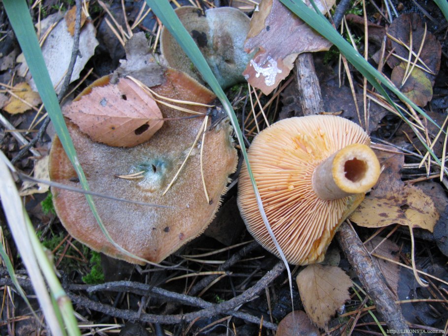 Рыжик гименофор