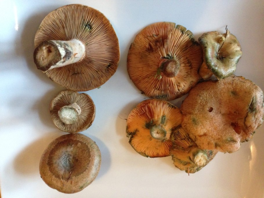 Рыжик или сыроежка