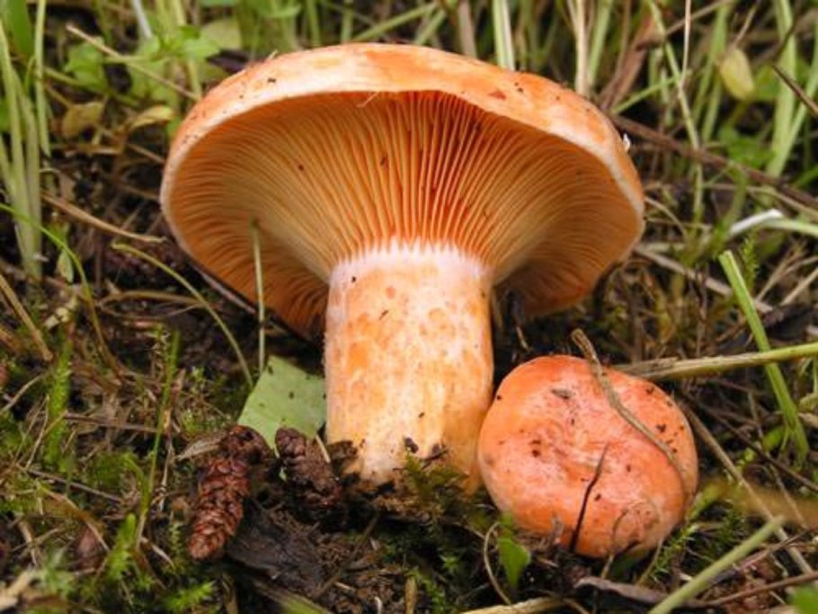 Грибы рыжики ложные