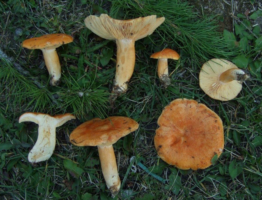 Млечник (род грибов)