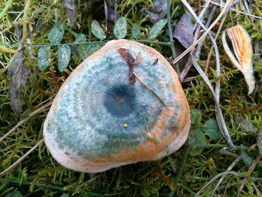 Гриб млечник индиго