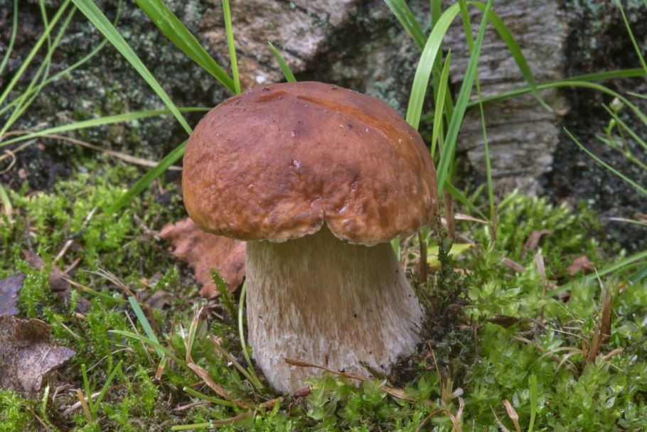 Болетус Королевский