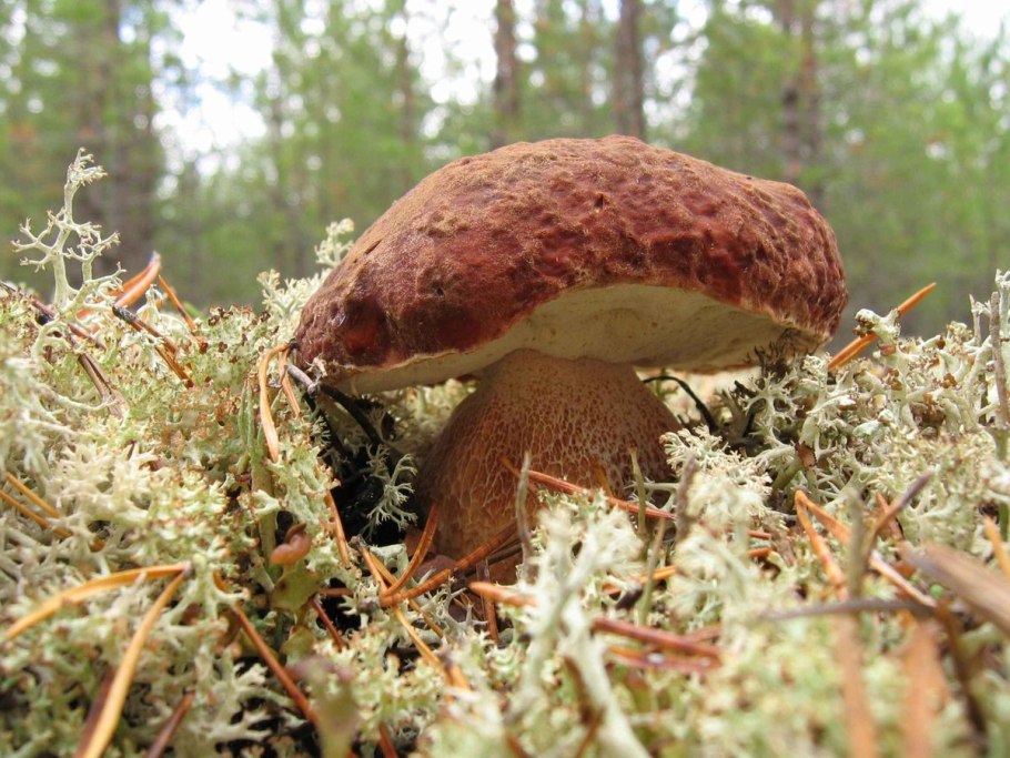 Гриб Боровик царь грибов
