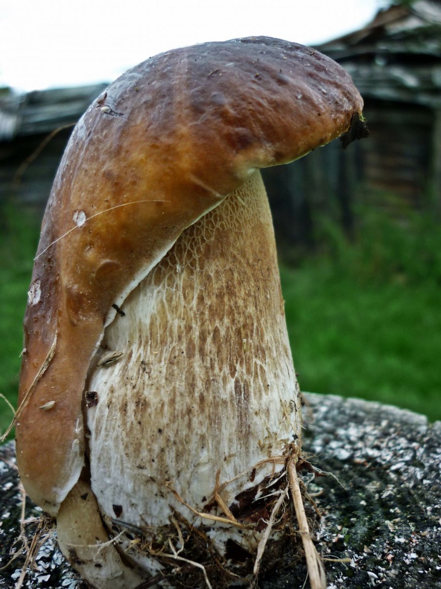 Дубовик Королевский