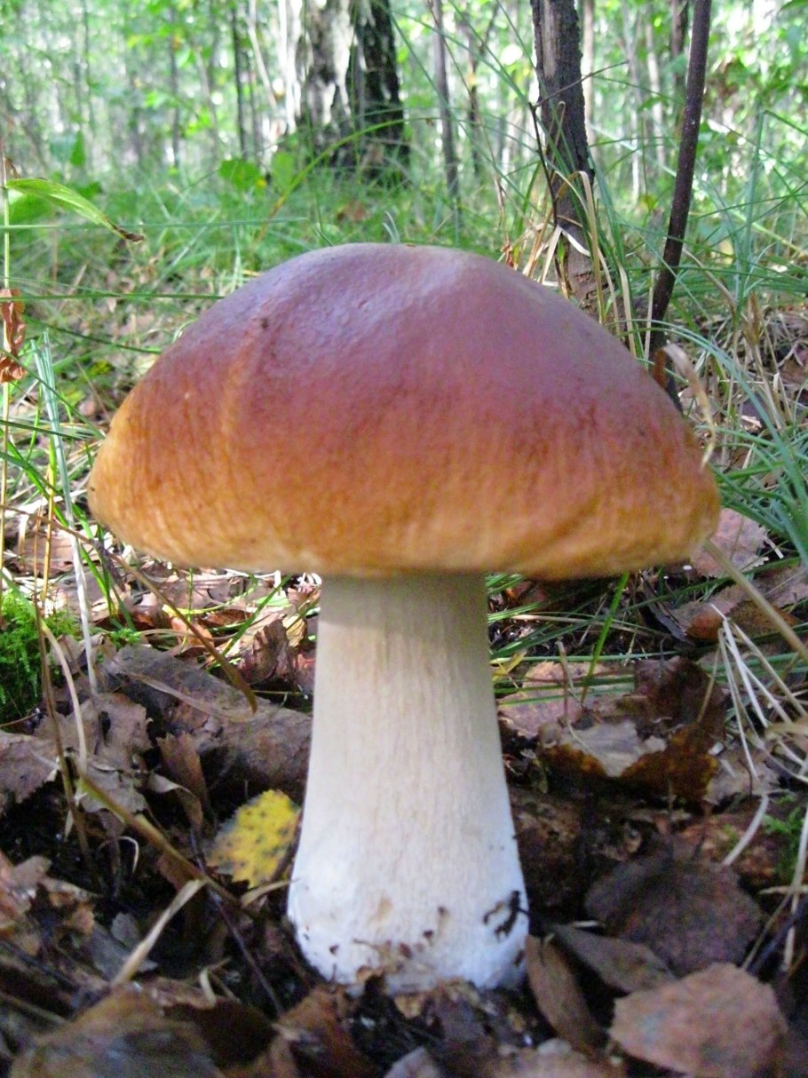 Гриб белый Боровик Королевский