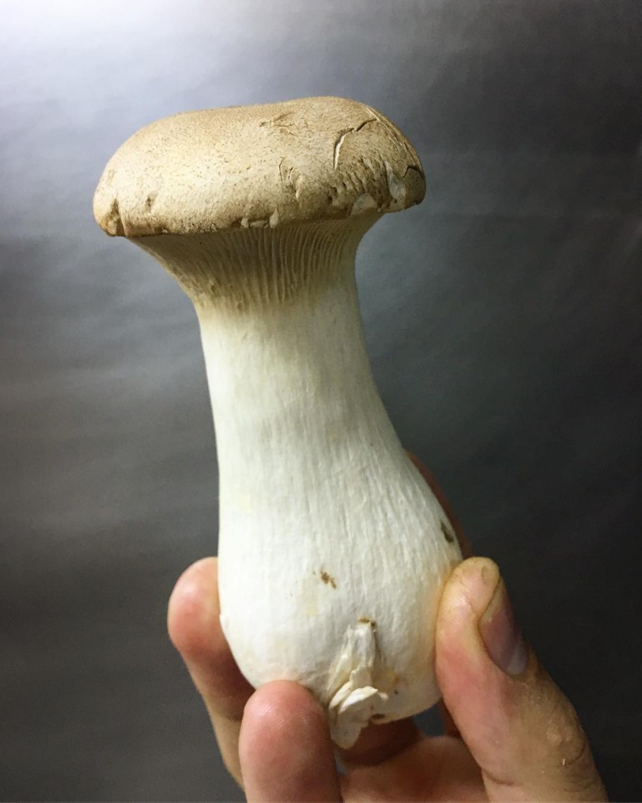 Финальные грибы