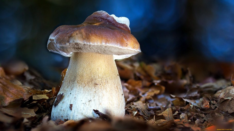 Мраморный Боровик