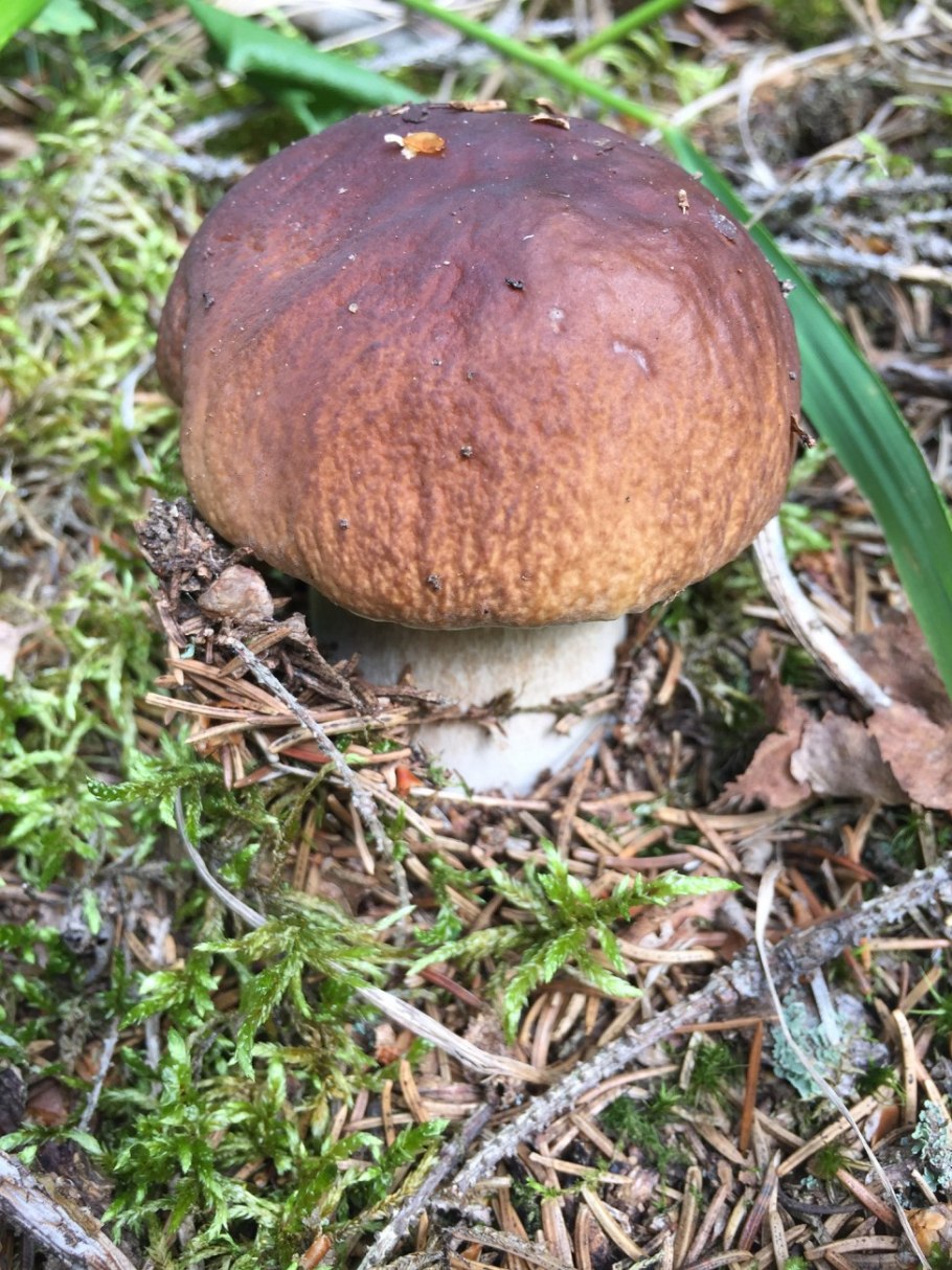 Гриб Боровик Королевский