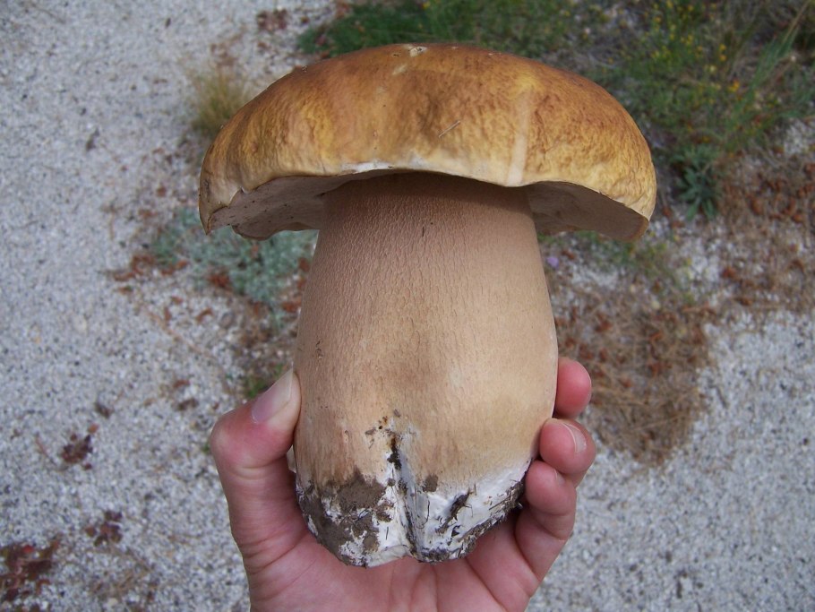 Царский белый гриб